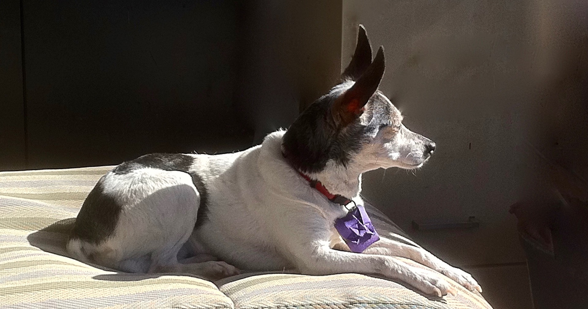 Why Is My Dog Walking In Circles And Standing In Corners