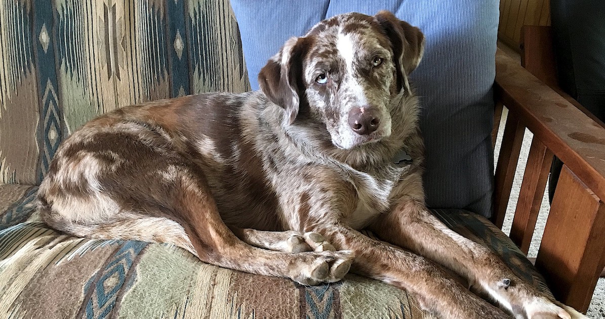 How Vet Behaviorists Help Dogs with Dementia & Their People Dog